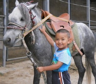 儿童鞍 矮马鞍 德保矮马 川马鞍 新老两款 PONY SADDLE