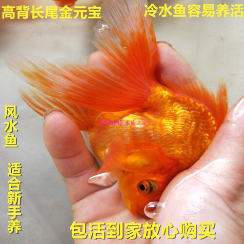 包活冷水观赏鱼宠物淡水金鱼活体精品金元宝长尾鎏金珍珠鱼易养活 - 封面
