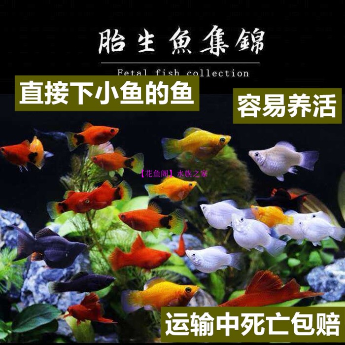 活体小型活体黑玛丽小型鱼黑玛丽