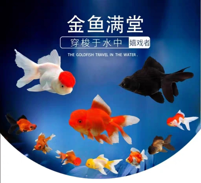 各种狮子头龙睛鎏金包损观赏鱼