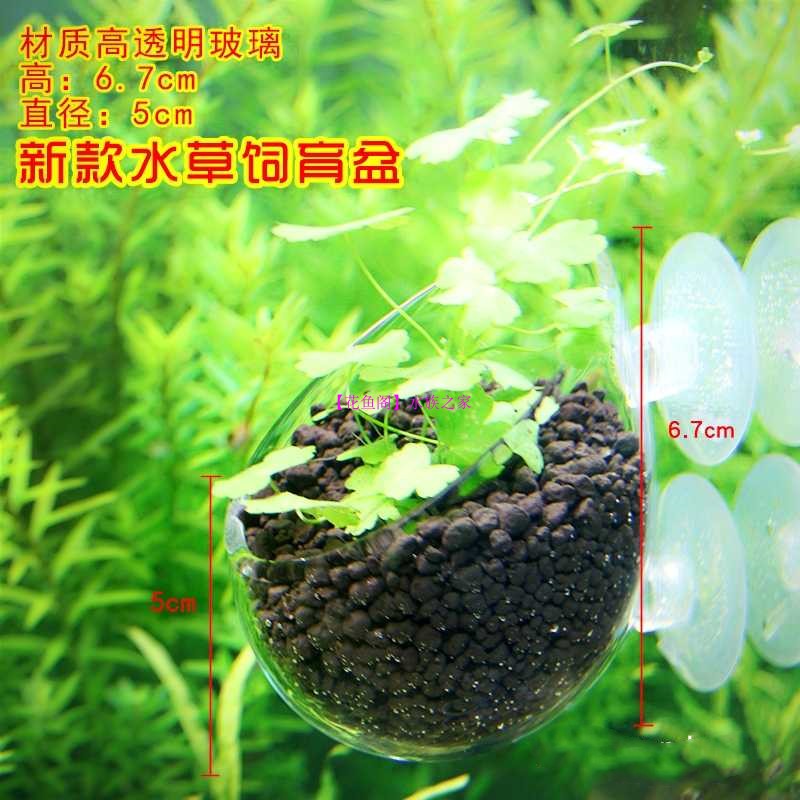 鱼缸双吸盘造景杯水草养育鱼缸水草培育杯鱼缸装饰水草种植杯玻璃