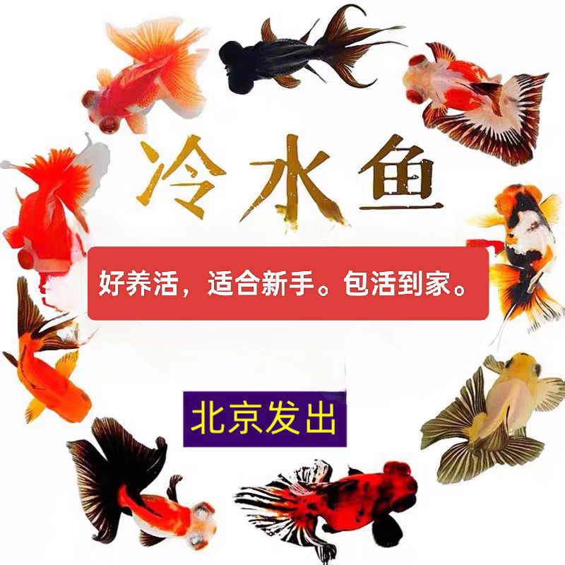 包邮包活观赏冷水淡水金鱼锦鲤活体顶红兰寿龙睛鎏金蝶尾红狮珍珠