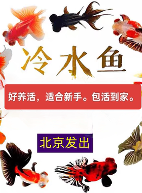 包邮包活观赏冷水淡水顶红兰金鱼