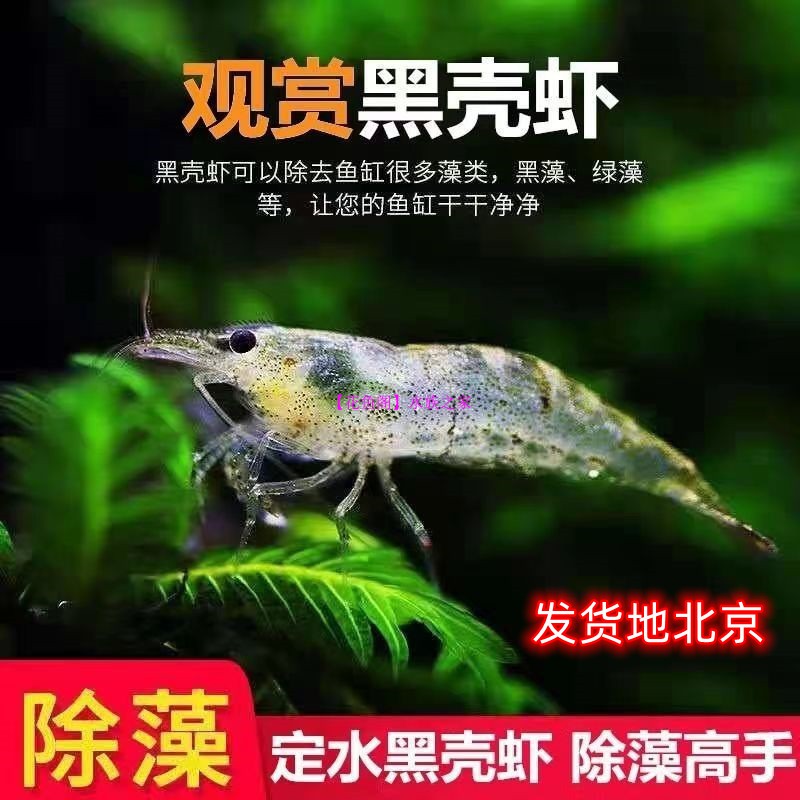 黑壳虾15只份宠物活体除藻观赏