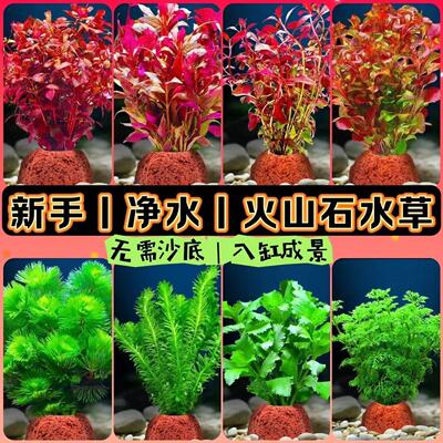 火山石水草鱼缸造景活体淡水植物懒人真水草易活易养无需底沙包邮