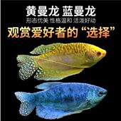 热带鱼曼龙鱼活体蓝曼龙黄曼龙热带鱼小观赏鱼水族箱宠物淡水包活