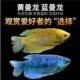 热带鱼曼龙鱼活体蓝曼龙黄曼龙热带鱼小观赏鱼水族箱宠物淡水包活