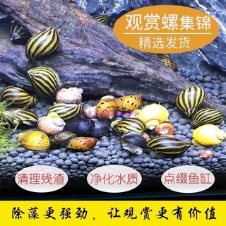 黄金螺活体神秘黄金兔牙螺观赏螺水族箱鱼缸草缸除藻宠物螺工具螺