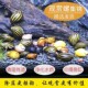 黄金螺活体神秘黄金兔牙螺观赏螺水族箱鱼缸草缸除藻宠物螺工具螺