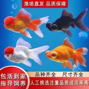 花鱼阁水族之家金鱼活体鱼苗冷水鱼观赏鱼红头龙睛 红狮 鎏金包活