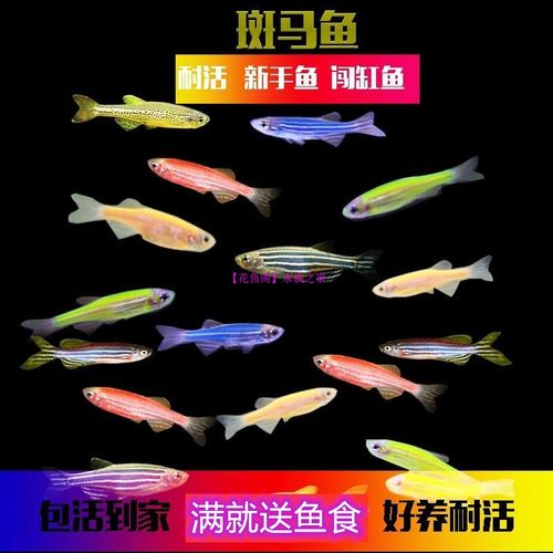 观赏鱼活体鱼斑马鱼带鱼灯科鱼