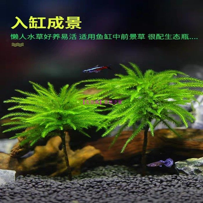 雨淋缸造景价格 雨淋缸造景图片 星期三