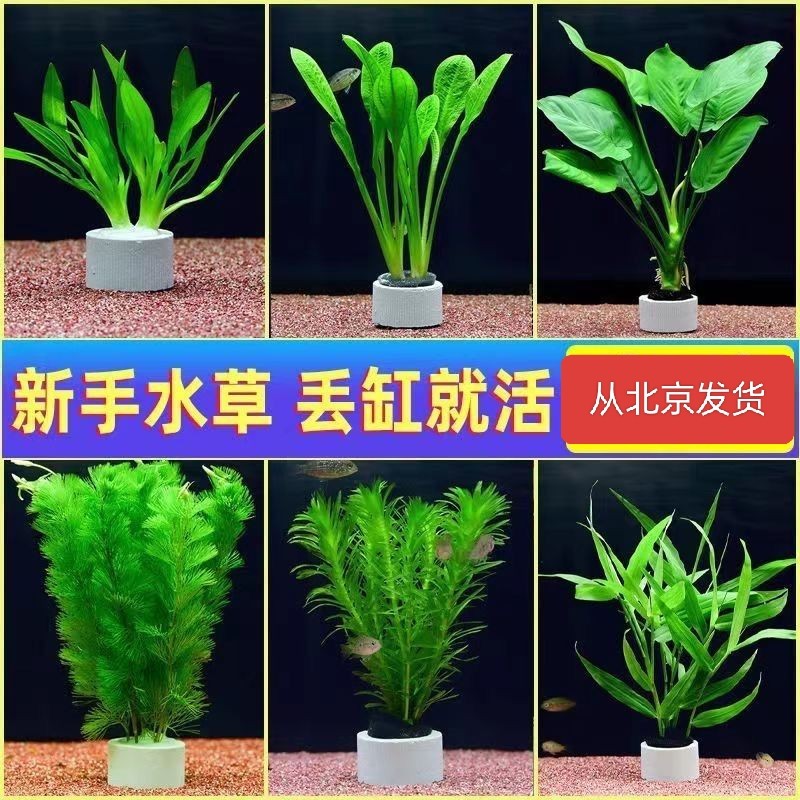 北京店铺活体真水草中后景有茎草水草套餐好养耐活适合新手养殖的