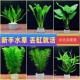 北京店铺活体真水草中后景有茎草水草套餐好养耐活适合新手养殖