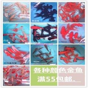 活体观赏鱼冷水鱼丹顶草锦金元宝龙睛各种金鱼适合新手易养活包活