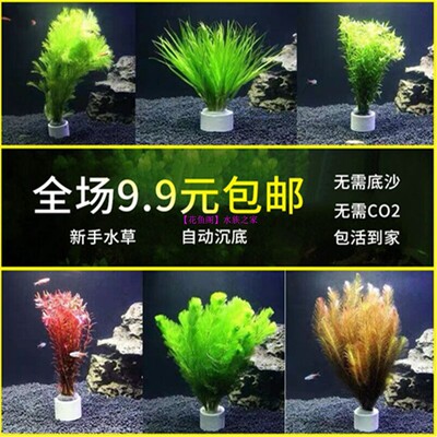 阴性真水草直接沉底无需种植增氧