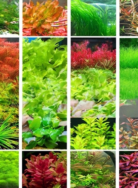 鱼缸造景活体真水草绿菊花绿羽毛红波莫丝水榕水草好养活适合新手