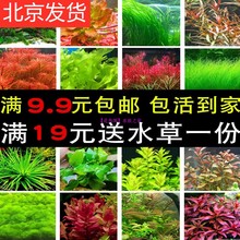 包邮 鱼缸造景活体真水草莫丝小水榕珍珠丁香容易养活适合懒人 包损