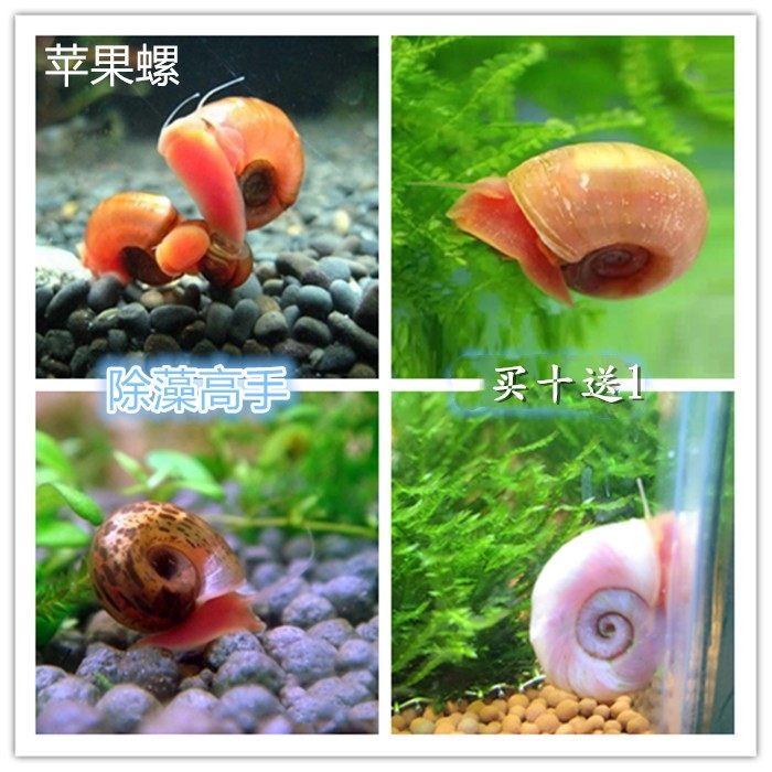 观赏螺宠物螺除藻螺工具螺清缸螺清藻高手黑色豹纹螺活体好养包活