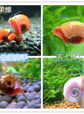 观赏螺宠物螺除藻螺工具螺清缸螺清藻高手黑色豹纹螺活体好养包活
