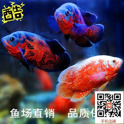 大中小型热带淡水观赏风水鱼发财鱼宠物鱼红黑红白地图鱼好养包活