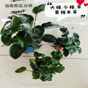 包邮 鱼缸造景活体真水草水榕草入缸成景直接沉底易养活各种水草38