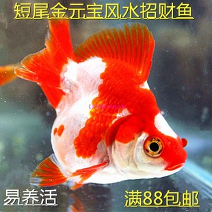 包活冷水观赏鱼淡水金鱼活体金元宝短尾鎏金珍珠鱼易养活