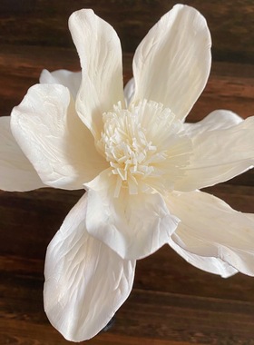 植物手工通草花家居装饰干花通草脱木皮花13cm大尺寸会所花艺