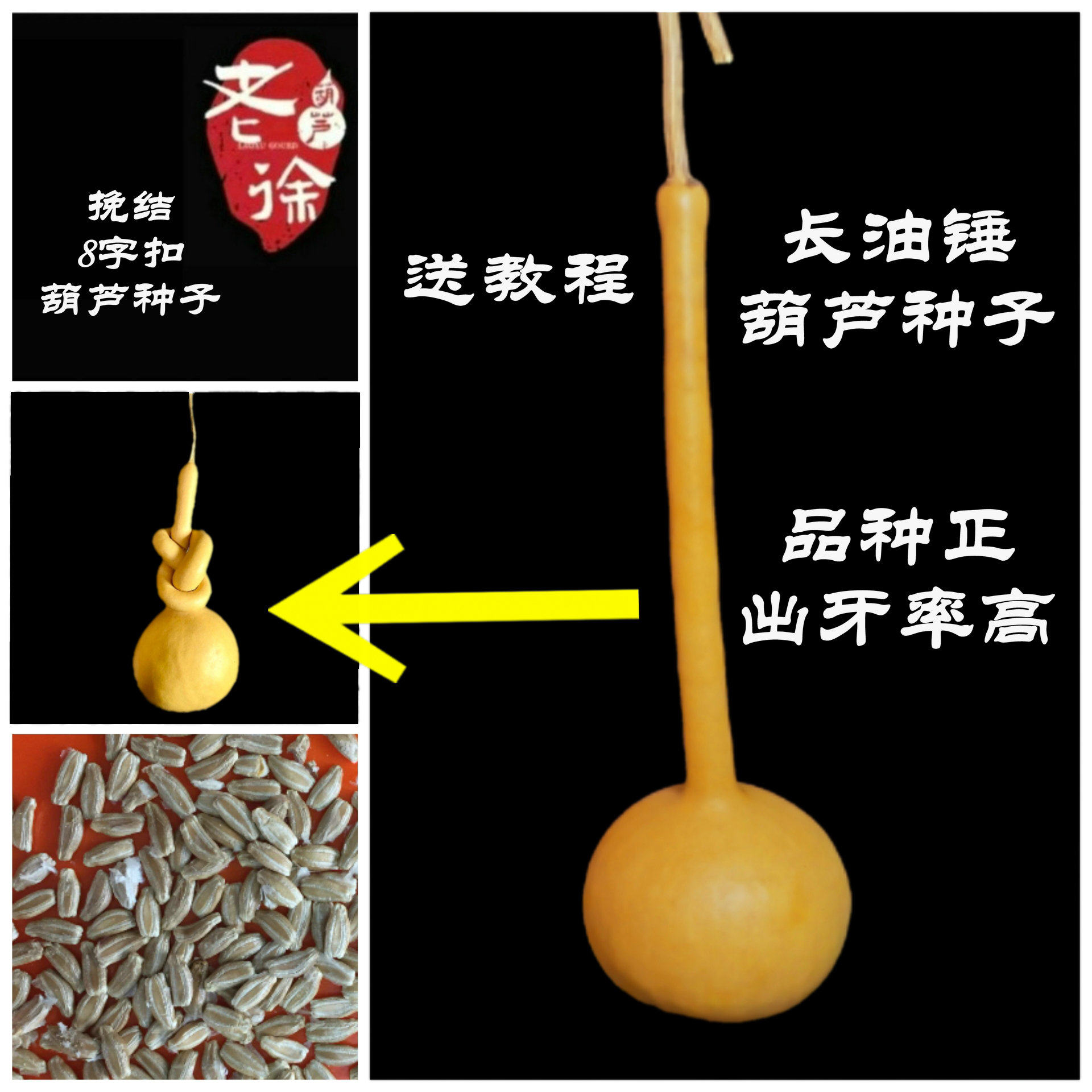 葫芦苗秧盆栽观赏文玩油锤葫芦籽种子天然勒扎挽节8字扣葫芦种籽