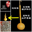 葫芦苗秧盆栽观赏文玩油锤葫芦籽种子天然勒扎挽节8字扣葫芦种籽