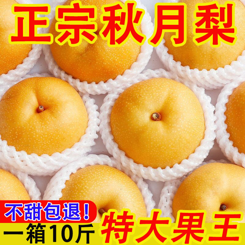 2026现摘现发秋月梨新鲜采摘梨