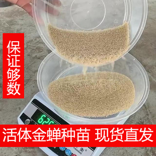 知了猴金蝉种苗活知了卵枝爬叉种苗包教孵化技术包邮
