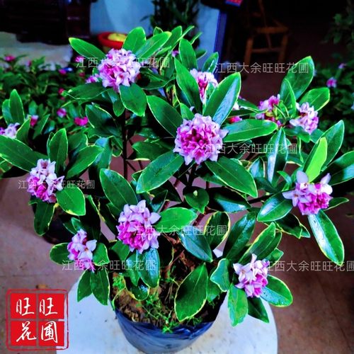 瑞香苗浓香型耐寒盆景绿植盆栽室内懒人花卉老桩客厅
