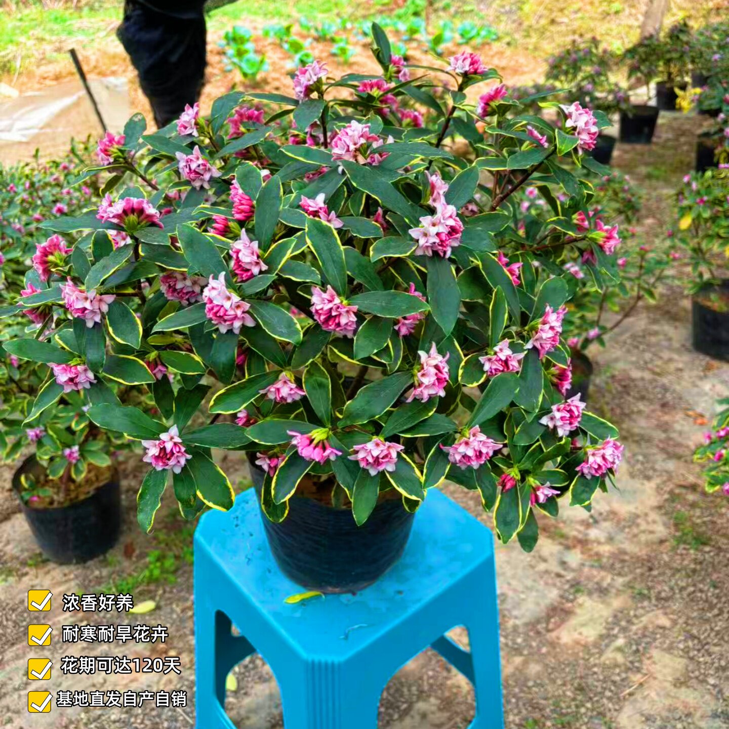 金边瑞香耐寒花卉观花植物室内带花浓香型观花盆栽四季盆景包邮