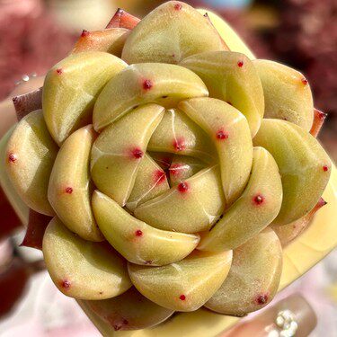 慢悠花房 黄金香槟 精品多肉办公室阳台绿植园艺盆栽花卉庭院多肉