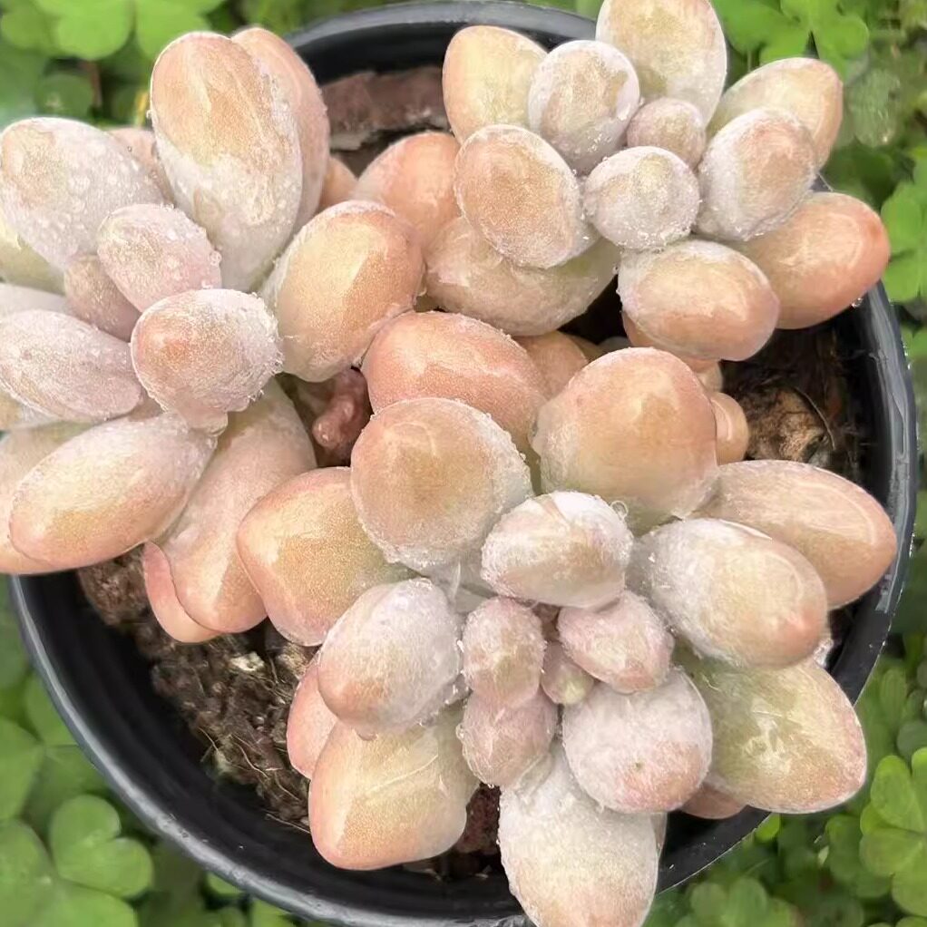 慢悠花房汤圆精品景天阳台多肉植物肉肉盆栽