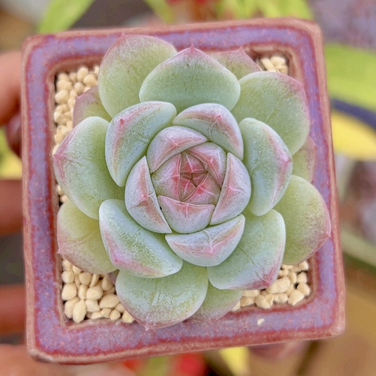 慢悠花房 晴欢渡 多肉绿植园艺盆栽花卉庭院多肉植物