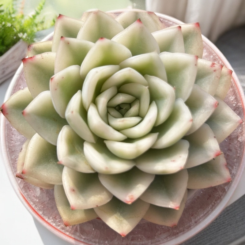 慢悠花房 月亮仙子锦 精品多肉办公室阳台绿植园艺盆栽花卉庭院,鲜花速递/花卉仿真/绿植园艺,多肉植物,淘宝优惠券,粉丝福利购,淘宝优惠卷