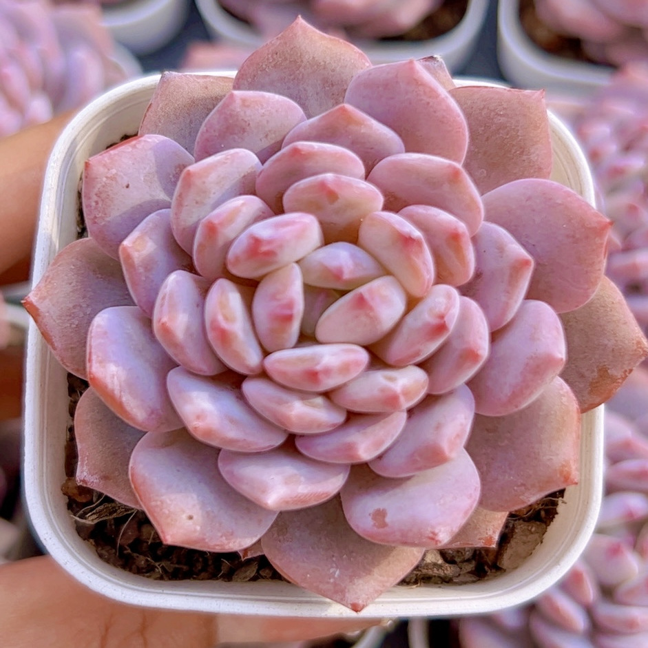 绿植花卉阳台园艺盆栽绿植好看