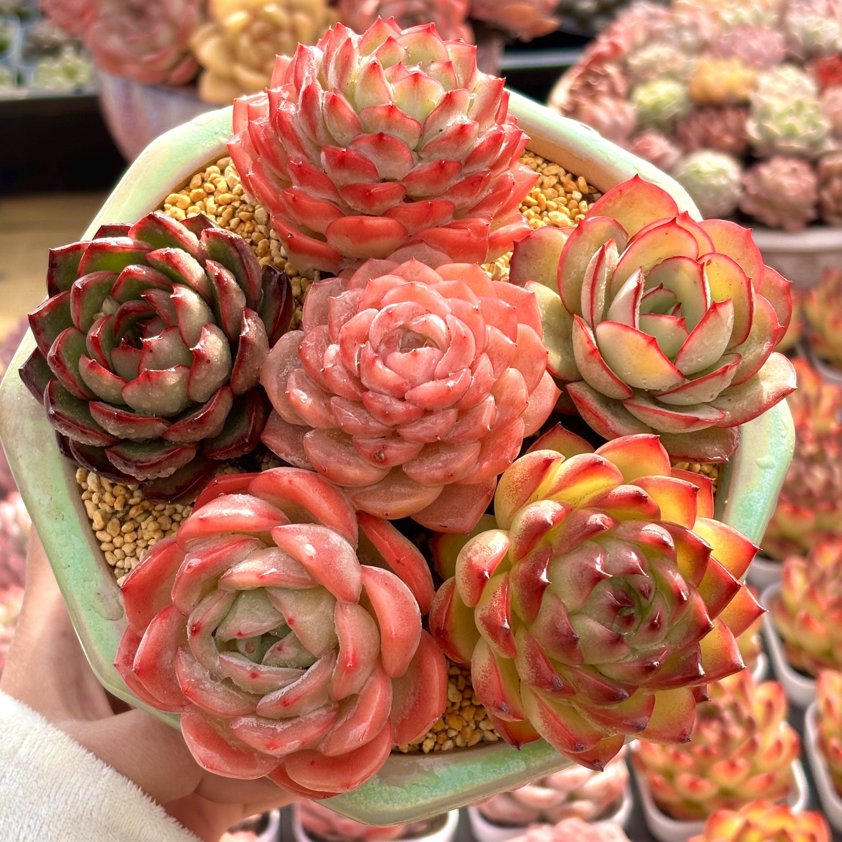 慢悠花房 缤纷彩体组合 多肉办公室阳台绿植园艺盆栽花卉庭院多肉,鲜花速递/花卉仿真/绿植园艺,多肉植物,淘宝优惠券,粉丝福利购,淘宝优惠卷