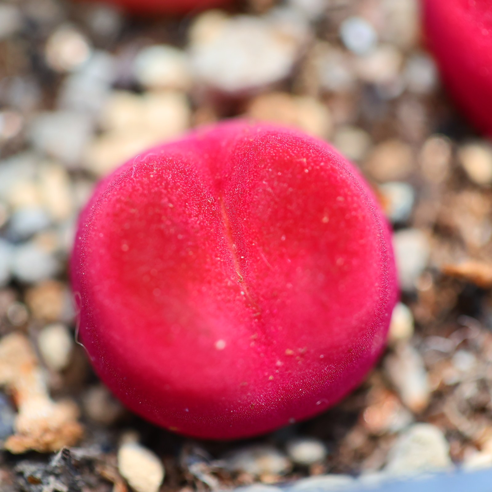 慢悠花房精品番杏科多肉植物一物一拍超级蟠桃