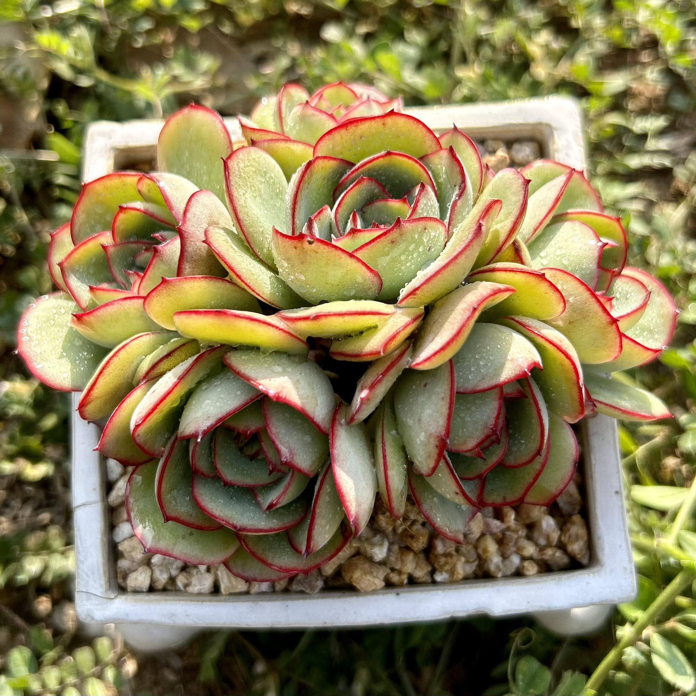 慢悠花房牡丹亭精品多肉办公室阳台绿植园艺盆栽花卉庭院多肉