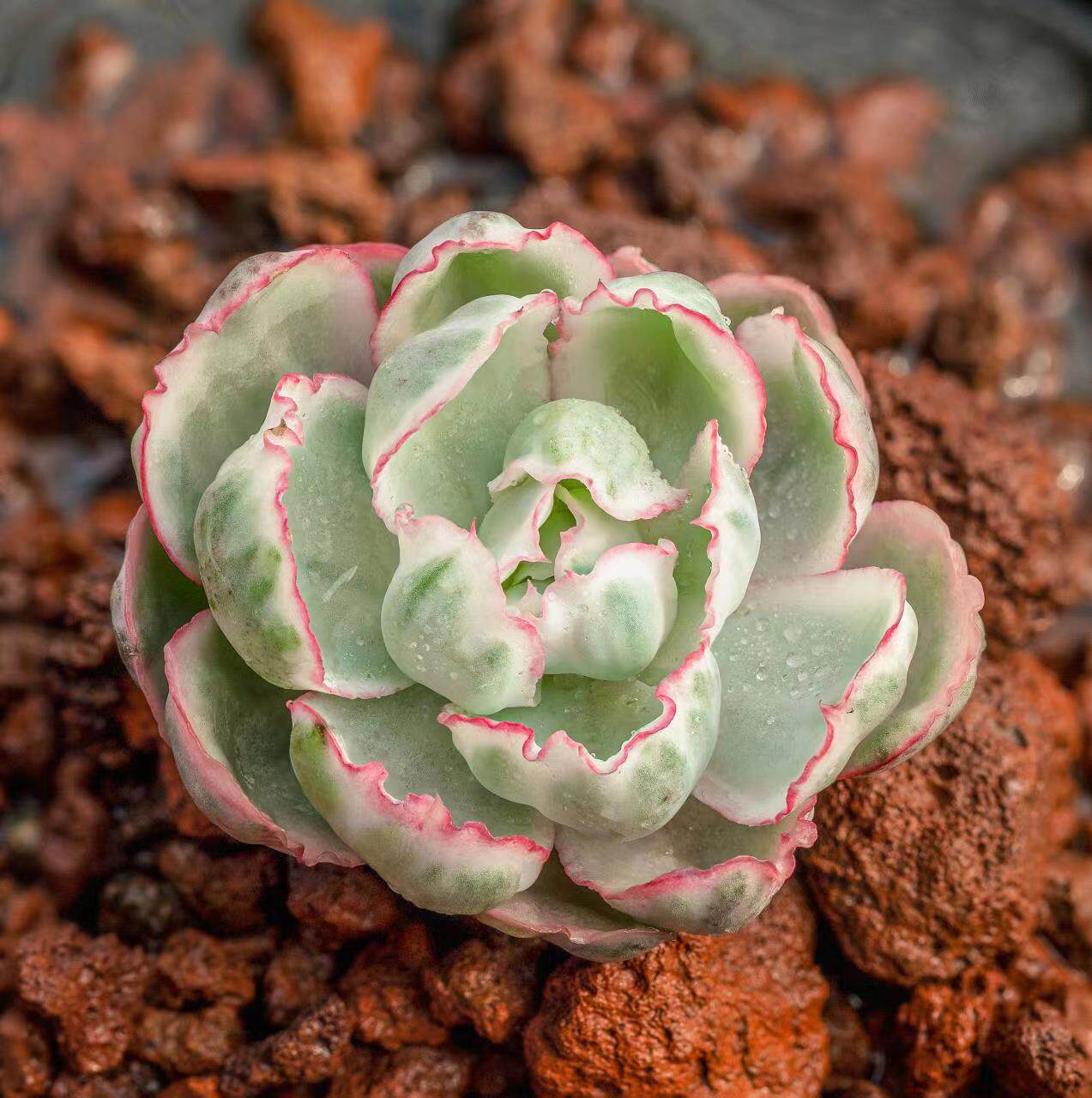 慢悠花房冷香群精品景天阳台多肉植物肉肉盆栽