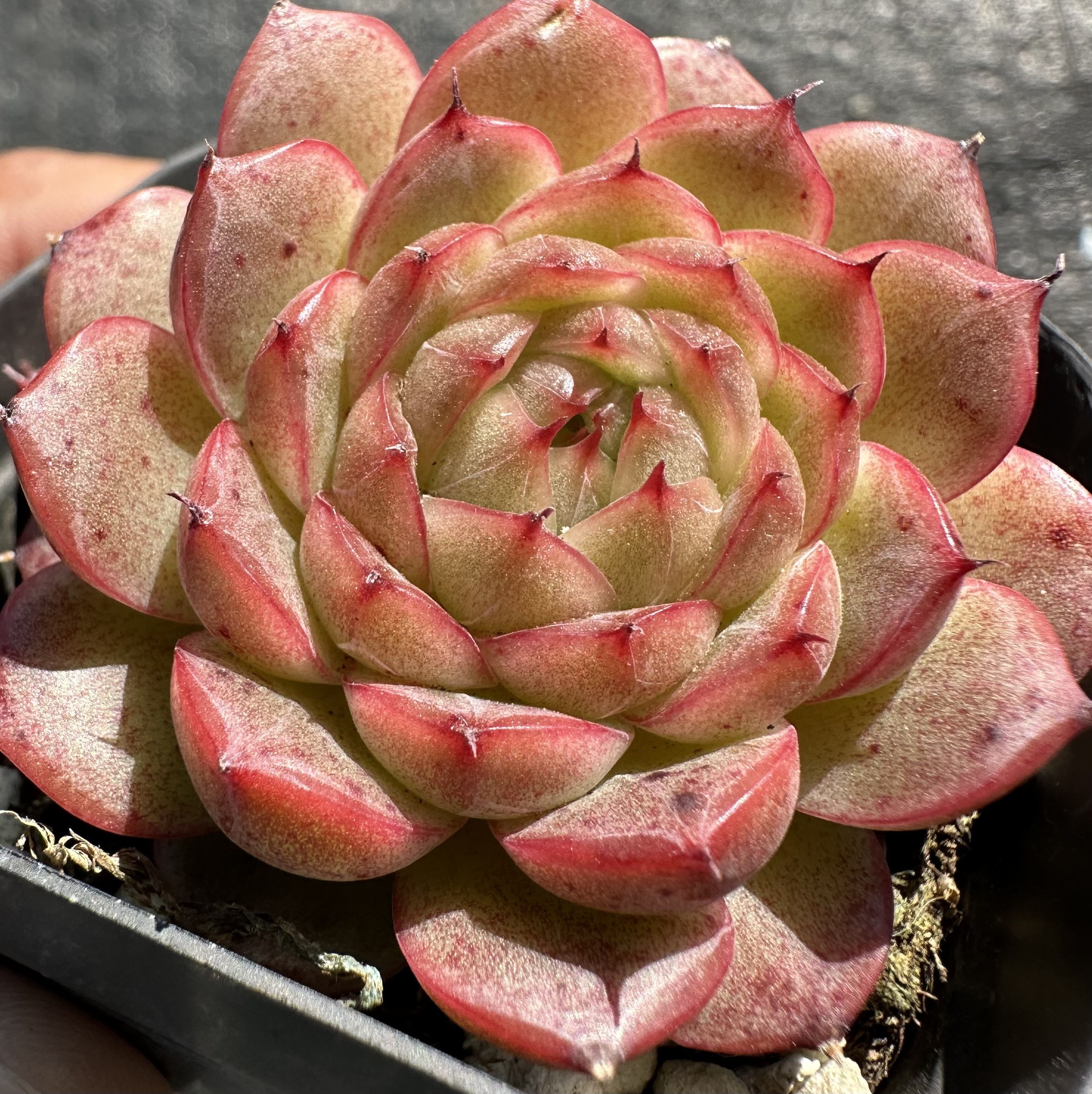 慢悠花房 橘子麦秆精品多肉办公室阳台绿植园艺盆栽多肉,鲜花速递/花卉仿真/绿植园艺,多肉植物,淘宝优惠券,粉丝福利购,淘宝优惠卷