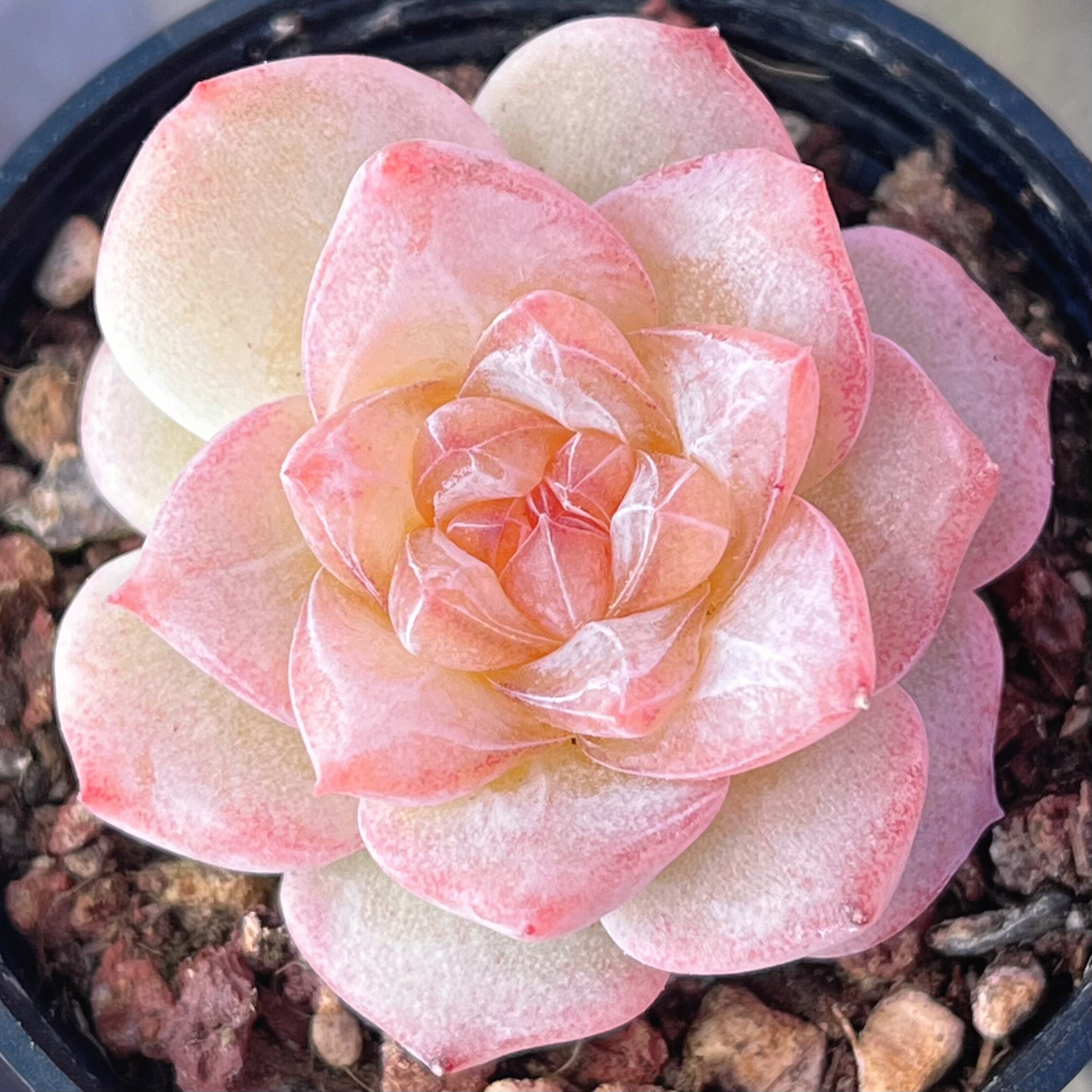 慢悠花房0802冷香群景天阳台多肉植物肉肉盆栽