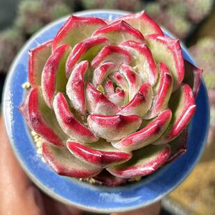 慢悠花房 办公室阳台绿植园艺盆栽花卉庭院多肉 夜魔侠