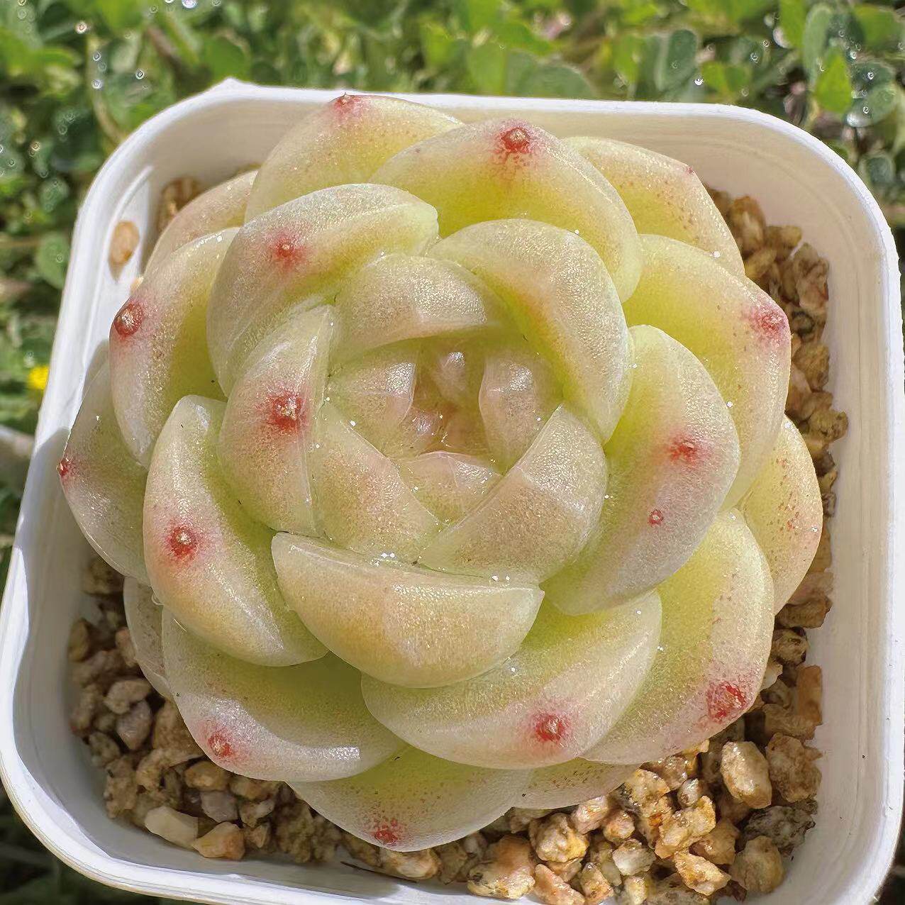 慢悠花房 白桃汽水 多肉办公室阳台绿植园艺盆栽花卉庭院多肉 - 慢悠花房出品