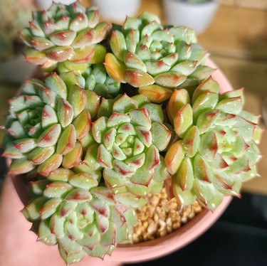 慢悠花房 玫瑰莲 办公室阳台绿植园艺盆栽花卉庭院多肉