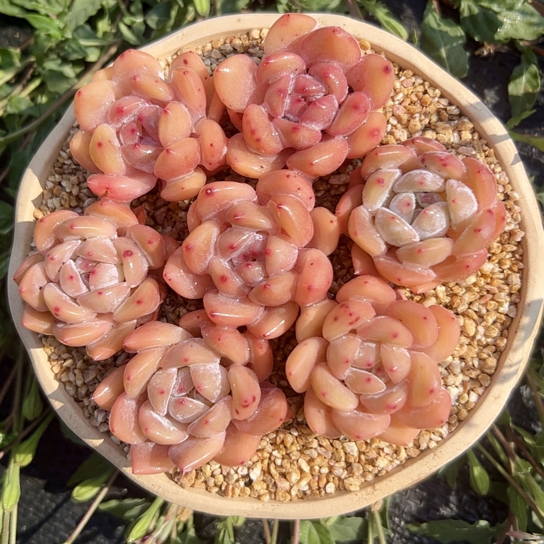 慢悠花房梦露小甜心精品景天阳台多肉植物肉肉盆栽