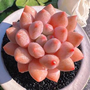 慢悠花房  半夏  多肉办公室绿植园艺盆栽花卉庭院多